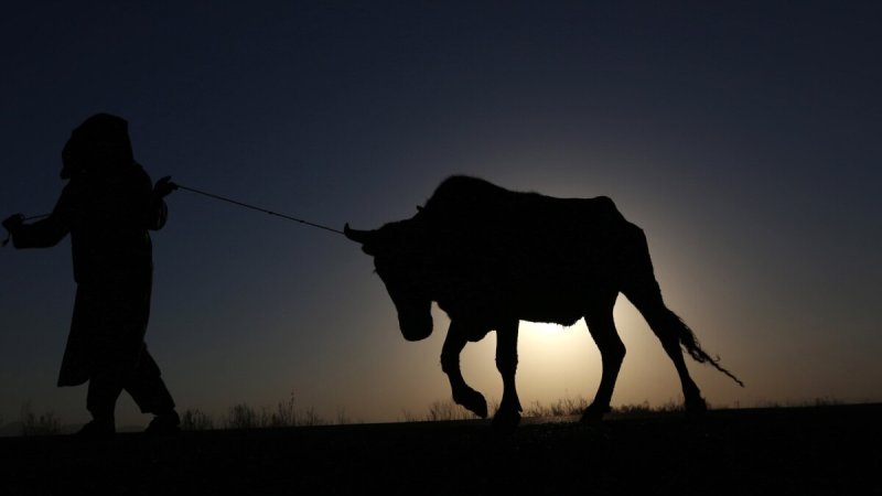 حيواني محرقه څه ډول ناروغي ده؟