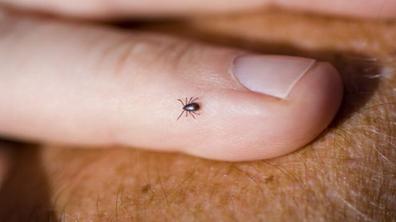 د کنګو تبه څه ډول ناروغي ده؟