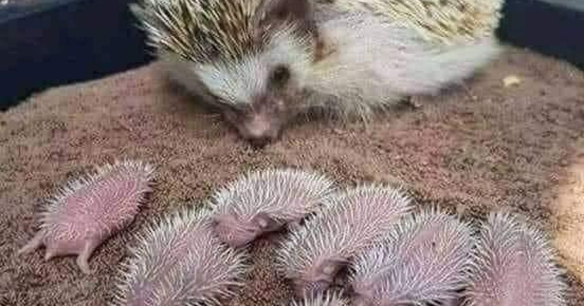 شکڼو ته هیڅ شی نه شي ورنیږدې کېدلی