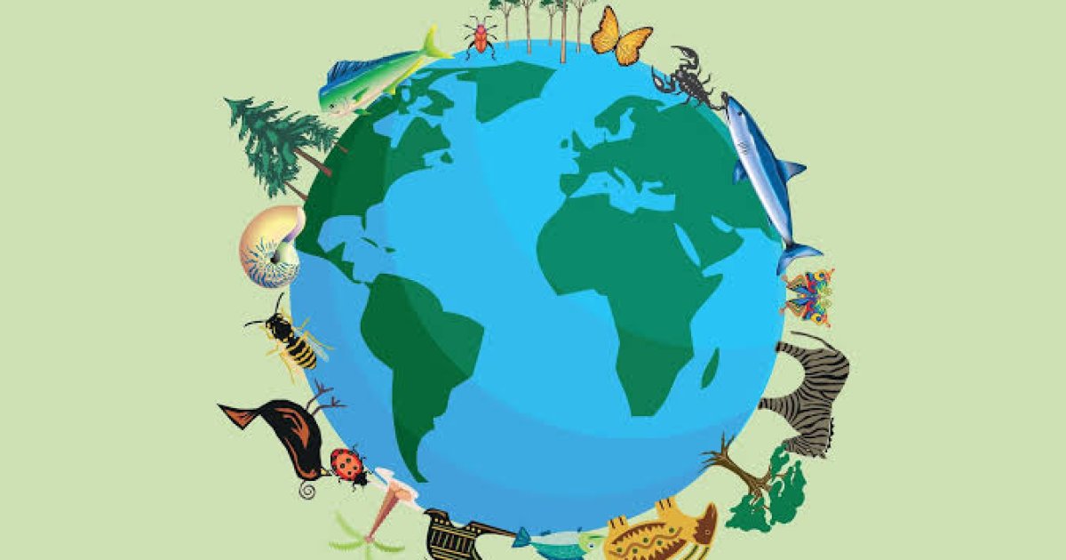Essay on Biodiversity
