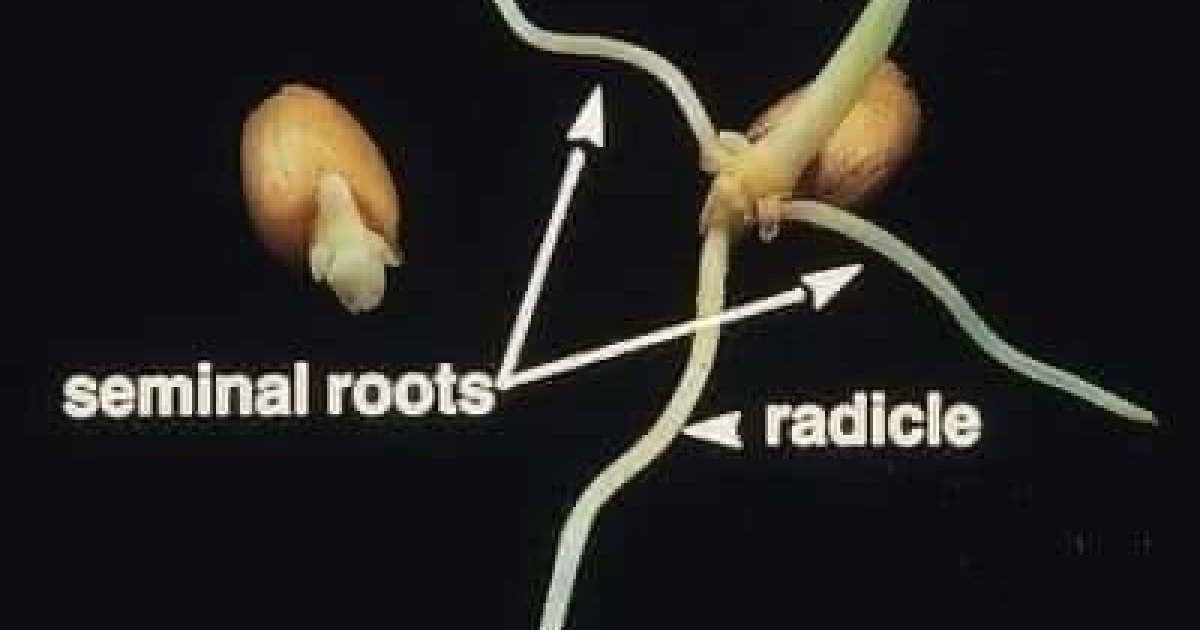 غنمو د کښت ژوروالی