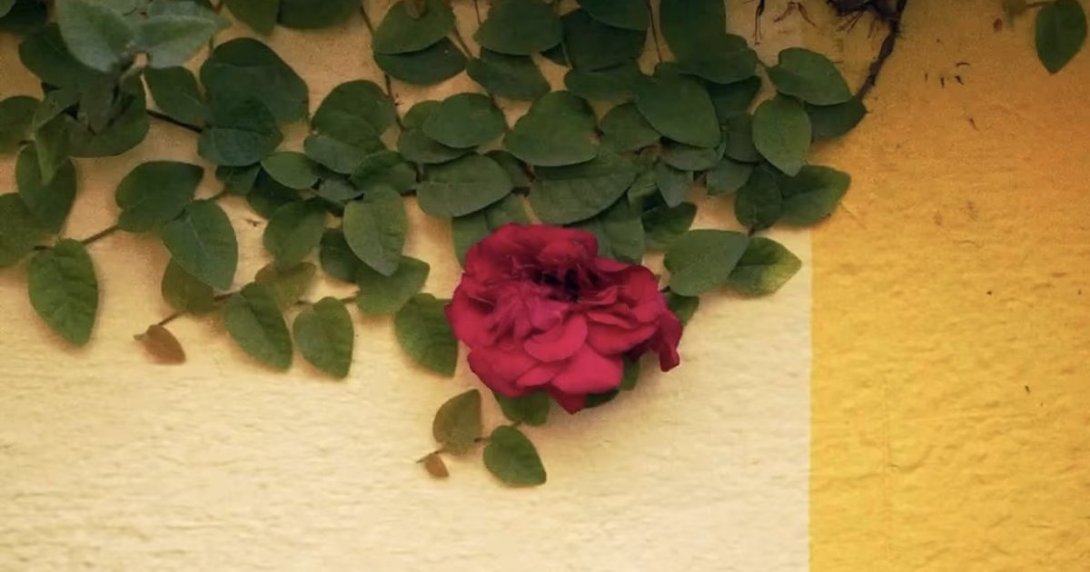 لنډه کیسه