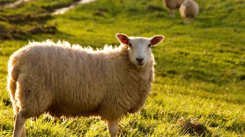 د قربانۍ اړوند مسايل