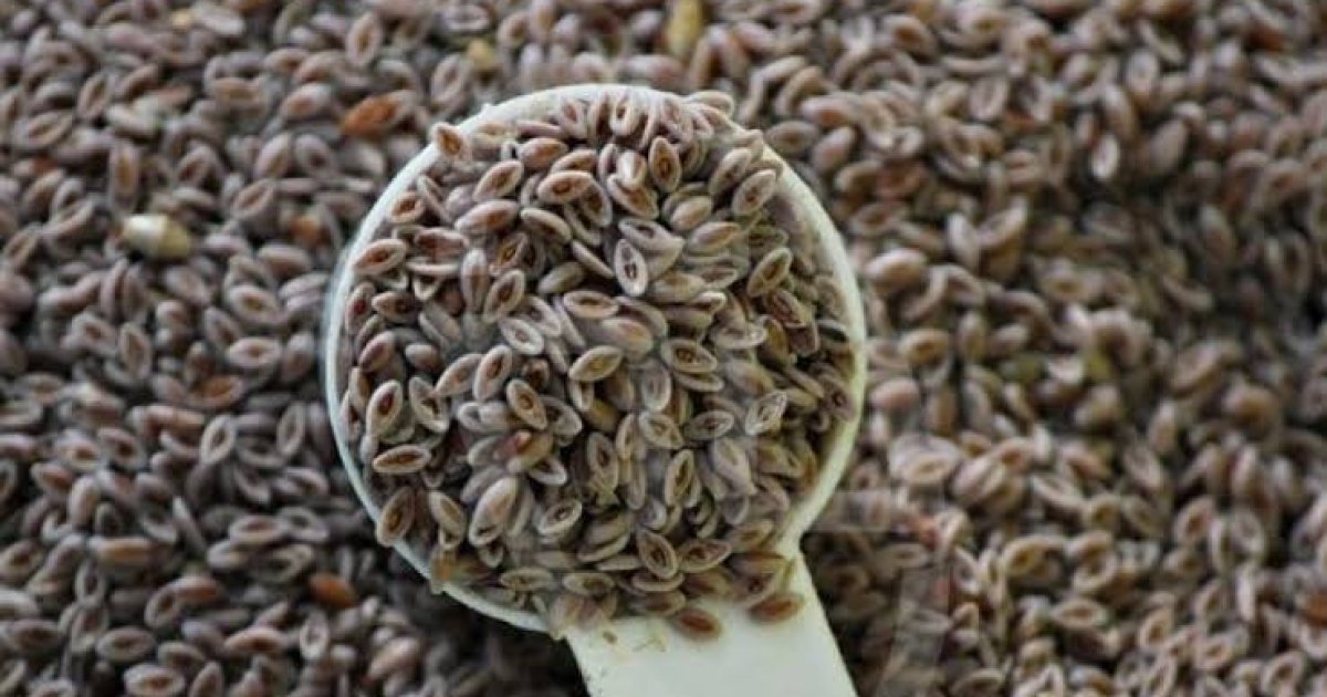 د اسفرزه (سپغولو) روغتيايي ګټې