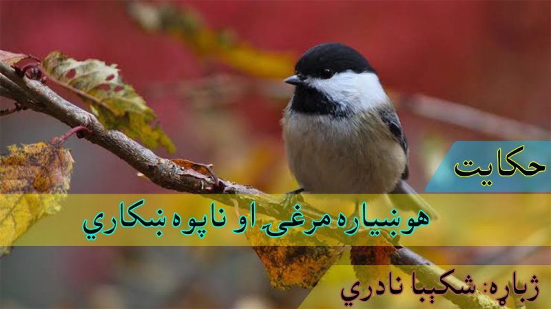 حکایت:هوښیاره مرغۍ او ناپوه ښکاري