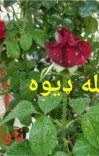 بله ډيوه cover image