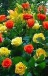 ښکلی نومونه پشتو