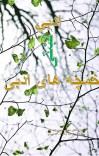 ادبي لښتې - ۸۰ cover image
